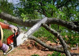 How Our Tree Care Process Works  in  Etna, PA