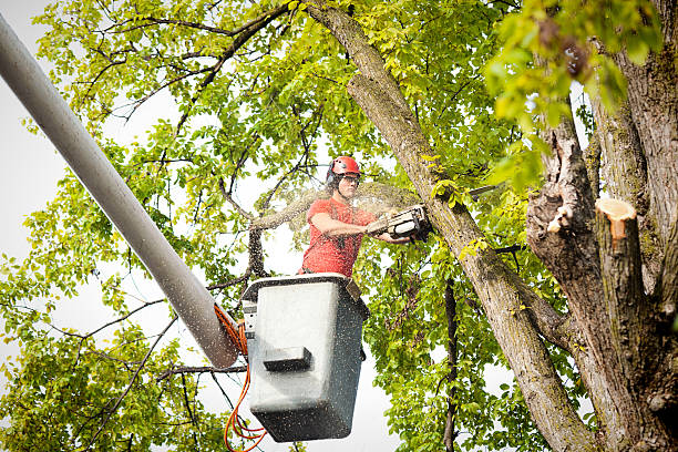 Best Tree Trimming and Pruning  in Etna, PA