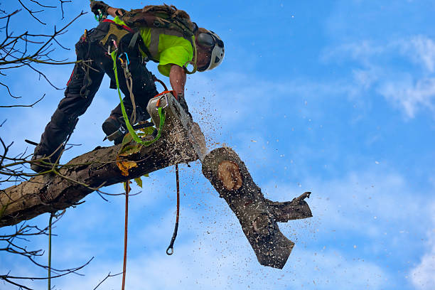 Best Tree Risk Assessment  in Etna, PA